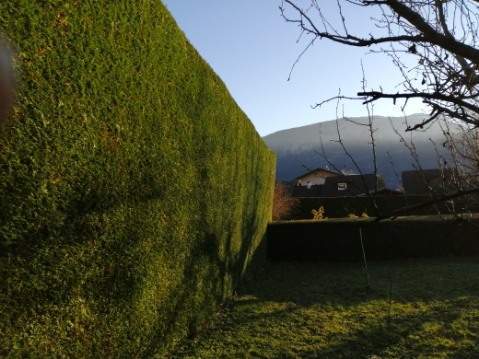 Haie soigneusement taillée Passy
