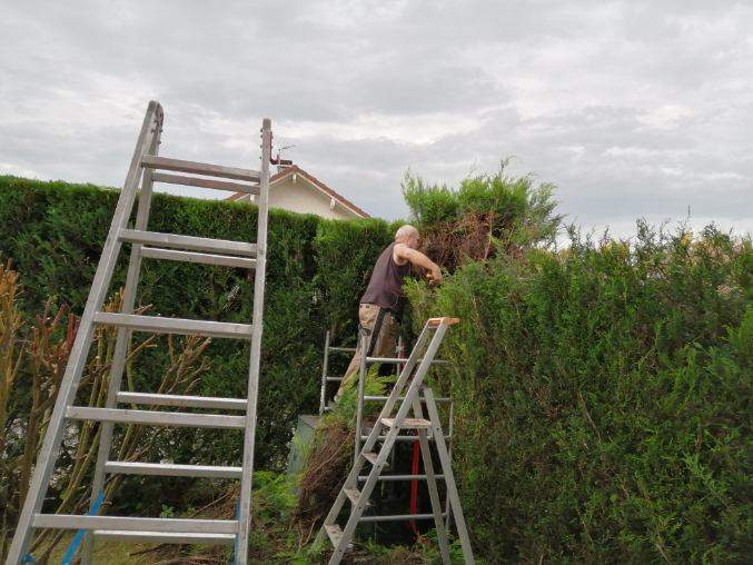 Travaux de taille de haie Passy